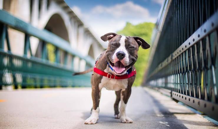 怎么当别人的小狗 89bd857b6a7842a1adec9151d82a8aa4.jpeg