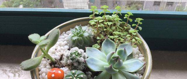 魔法师多肉怎么浇水 991629a6924f4af4ad1227a42350f25b.jpeg