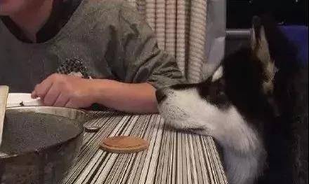 狗为啥吃塑料袋 9c705853af964a5c888e2f2ff2165248.jpeg