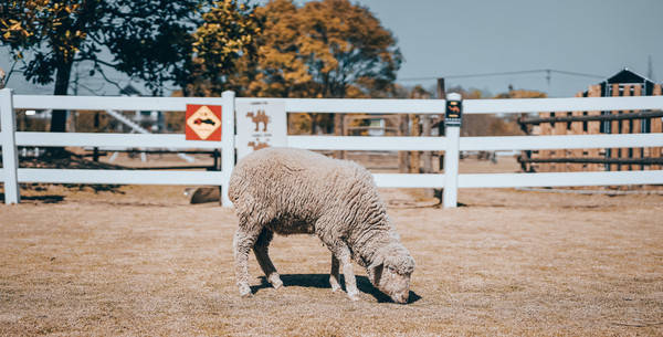 假装在国外 浙江超适合亲子旅行的动物农场 Zoo