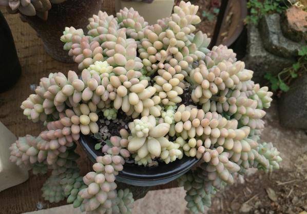 玉缀多肉怎么养爆盆 0010a521a62f4f518b21234040bb2404.jpeg