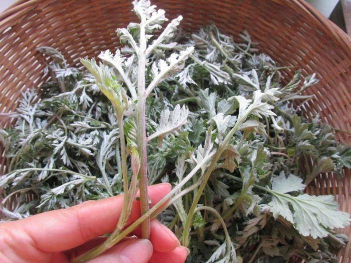 原创春天别错过这野菜,简单1蒸就上桌,软糯清香,出锅连吃3个真过瘾!