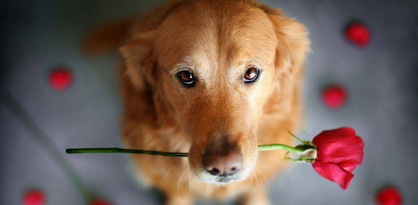 本命年第一天梦见自己养的狗受伤流血不止 梦见狗受伤了出血了了 自媒体热点