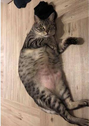 猫咪和主人睡一个屋 73e2869c8a2447efb9e83802d48775f5.jpeg