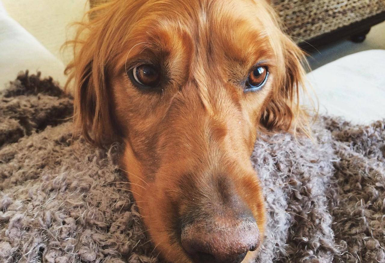 国外网站评选出十种对人类最友好狗狗,网友表示 没有二哈我不服