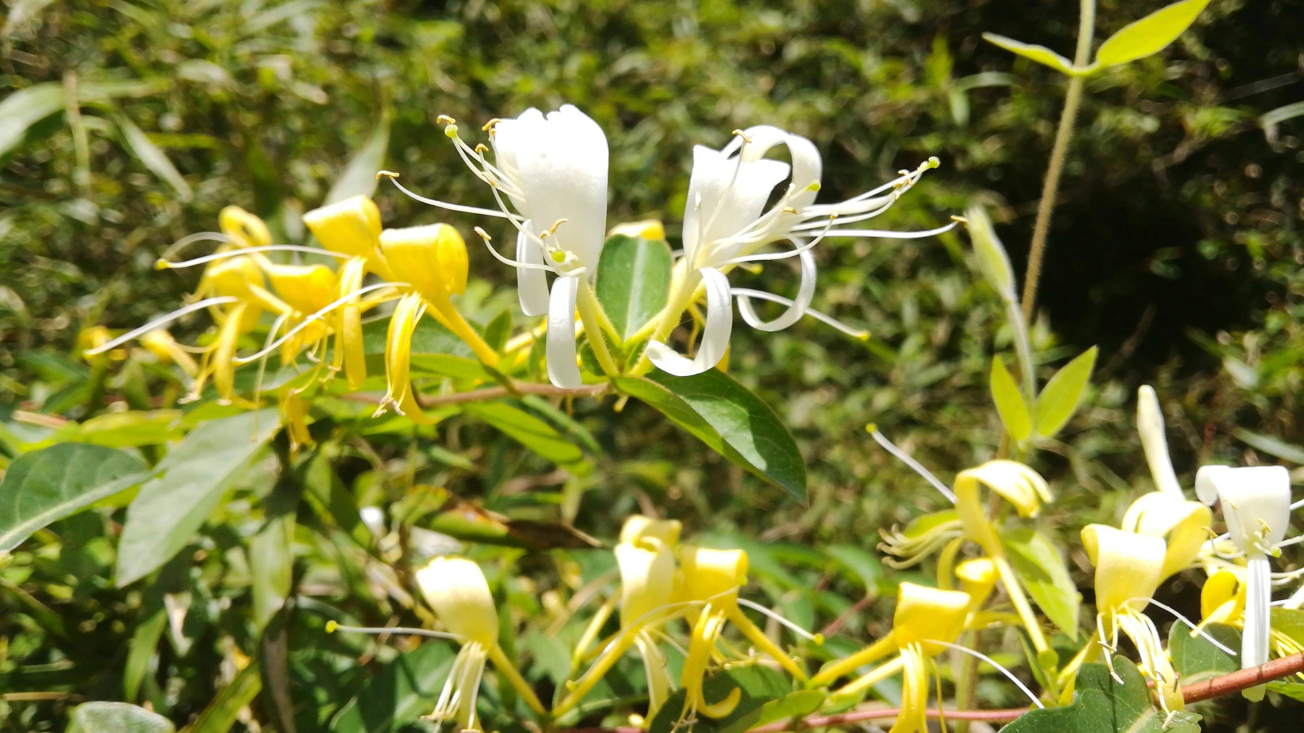 湖南资兴高码窑上,阳光明媚,金银花开