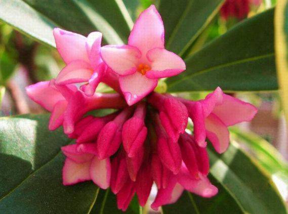 5月4日开始 养花试试这几款 四季开花 植株低矮 值得入手 叶子很