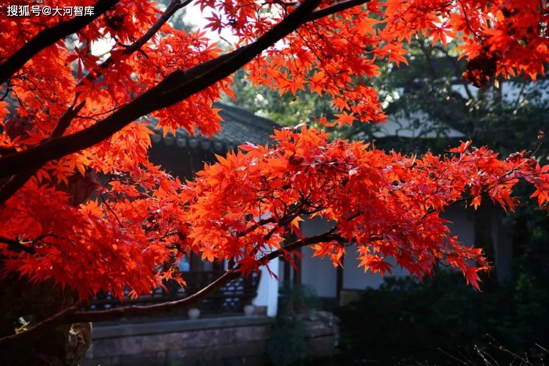 8首红叶诗词 你不是红叶 你是一颗相思的心 枫叶