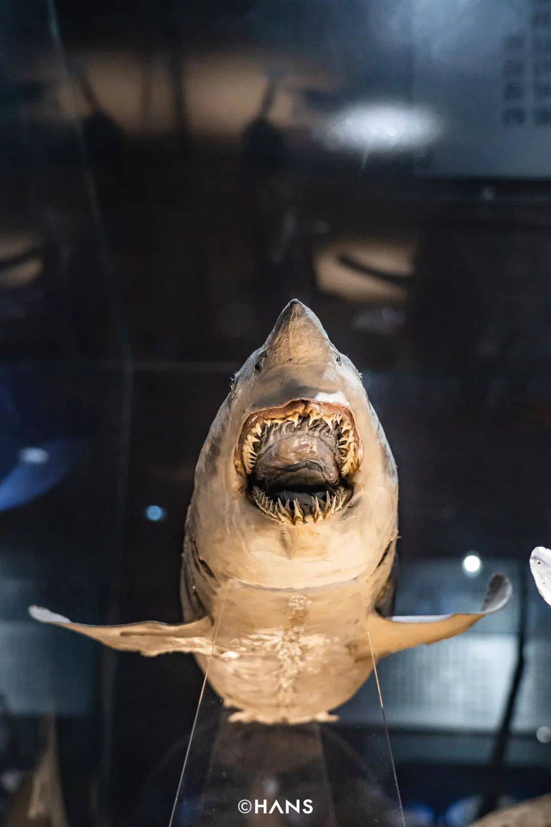 在武汉高校博物馆 奇异多多 惊喜多多 标本