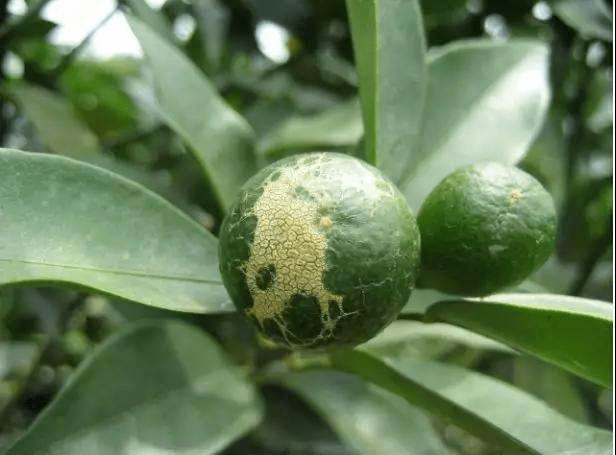 柑橘种植蓟马防治措施