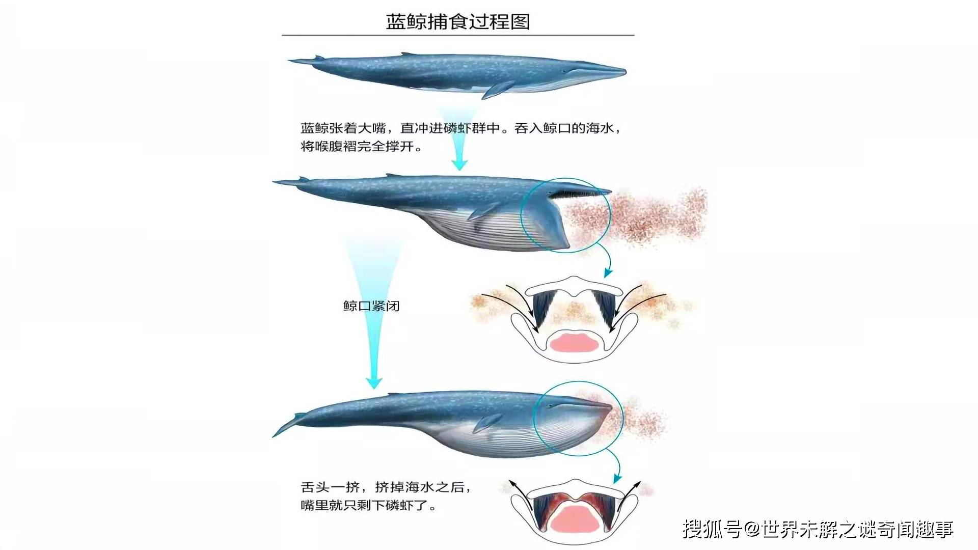 蓝鲸解剖图图片
