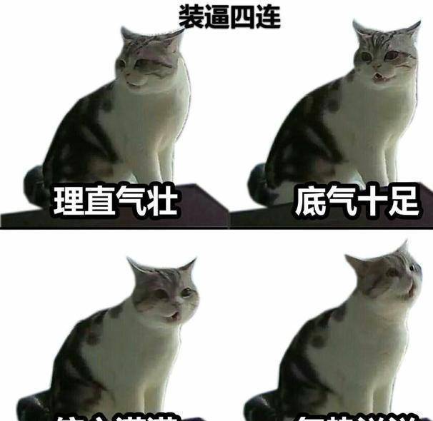 家小|小猫咪自己一个猫在家久了会孤独吗？