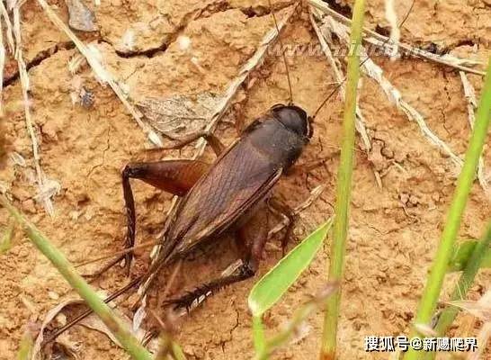 土狗子不是狗 是昆虫 植物