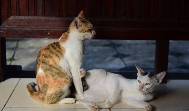 因为|寿命最长的7种猫咪，布偶猫上榜，它几乎不生病，能活20岁