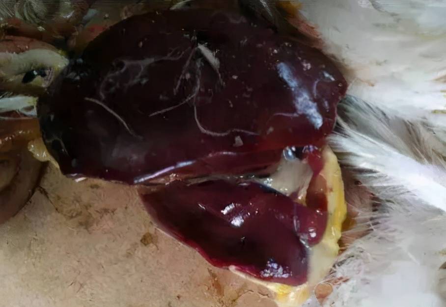 雏鸡肝什么颜色正常 雏鸡肝脏发绿怎么回事