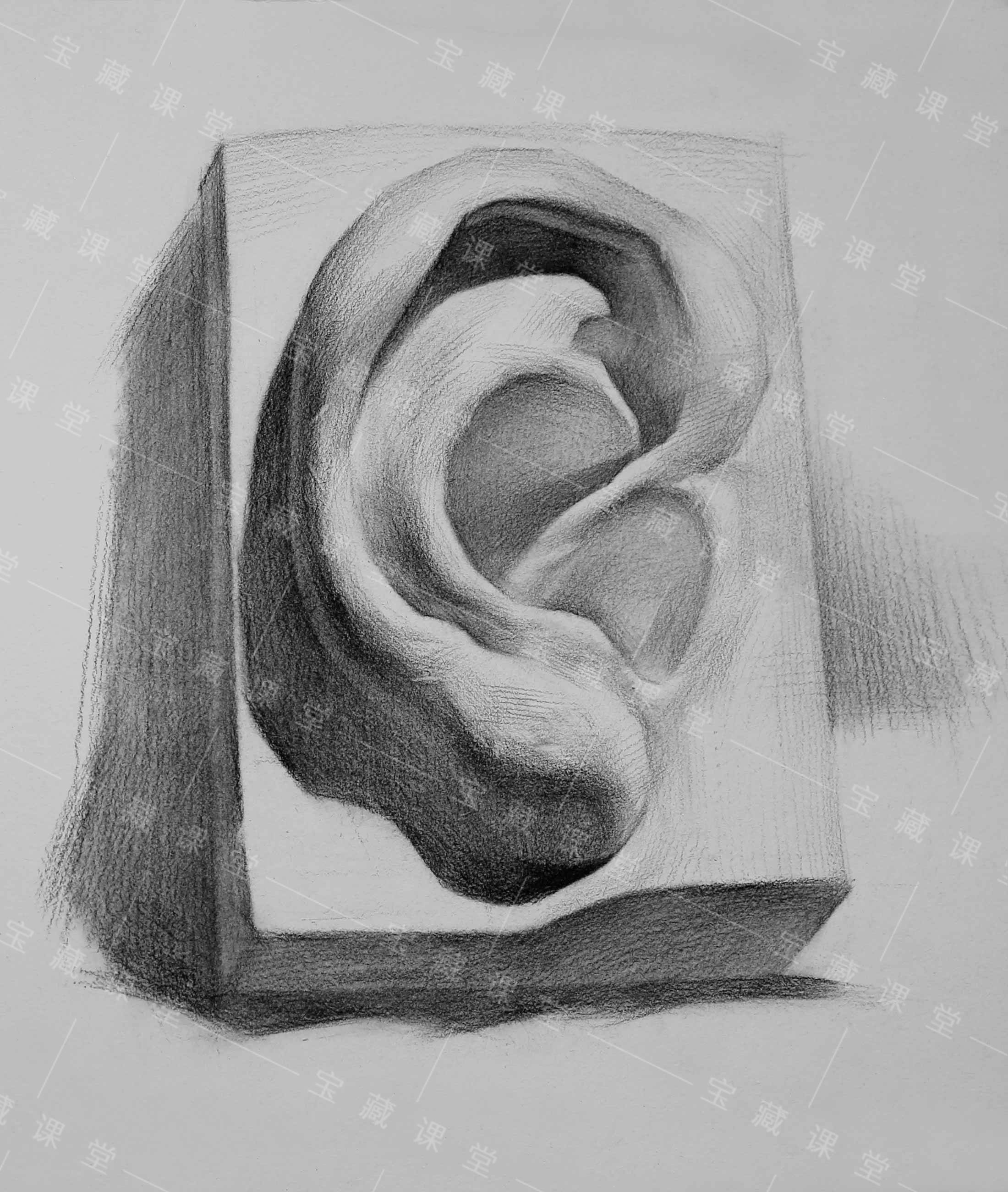 耳朵石膏素描不同角度图片