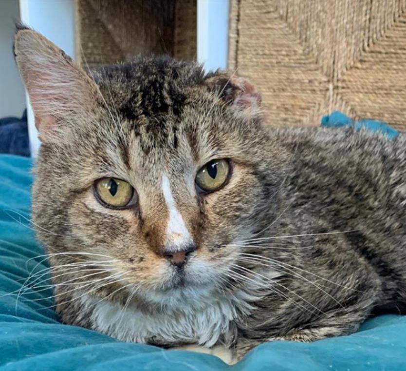 老王喜欢猫 681d843c8b5345f29f48cf7aee646e3f.jpeg