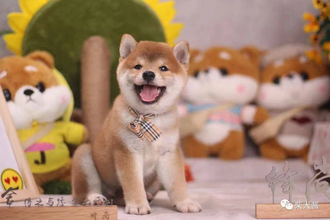 豆柴 标体柴和小体柴养哪个好 柴犬