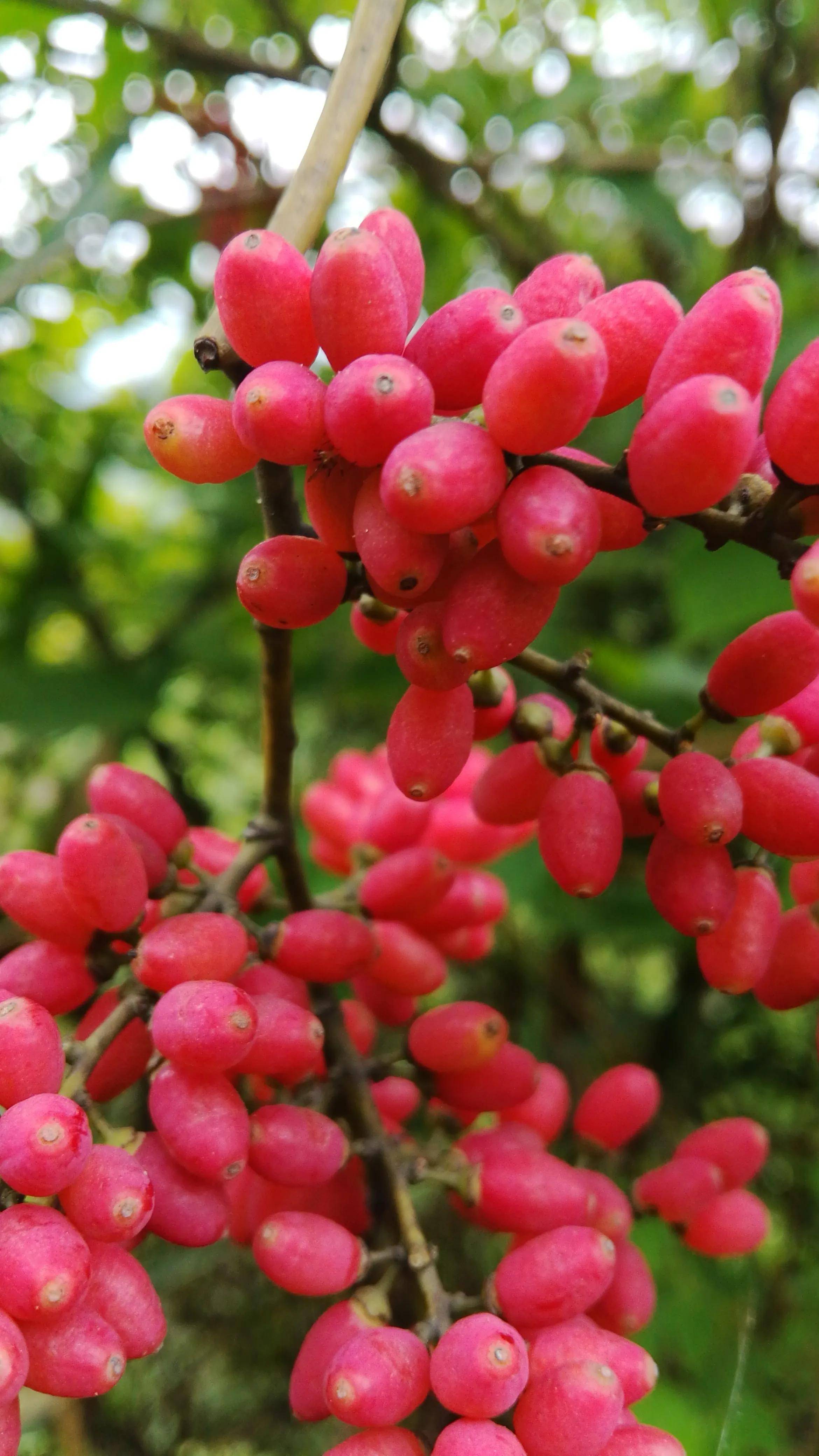 来湖南资兴罗仙岭,带你欣赏多花勾儿茶的红色果实,真的特别漂亮_评论