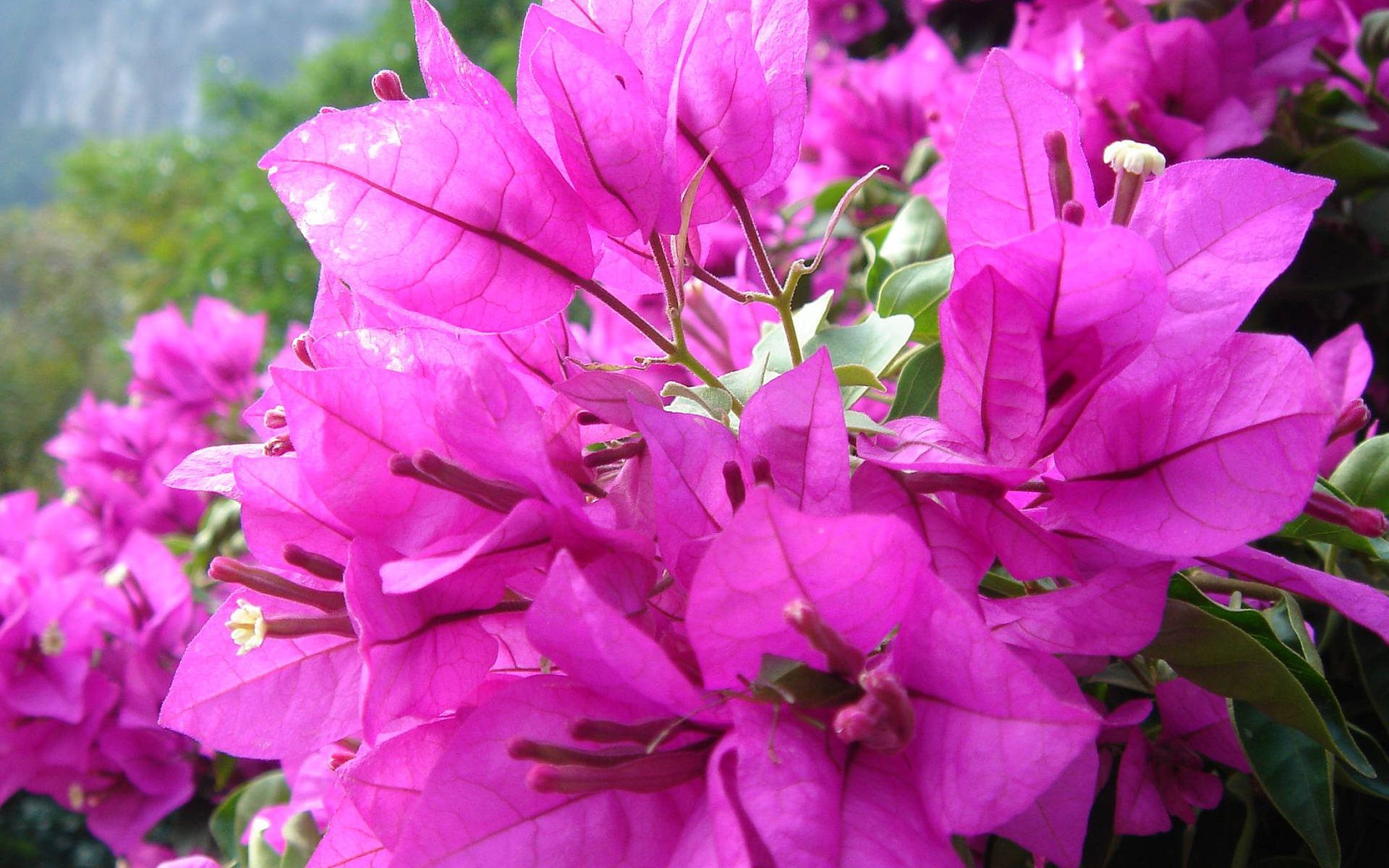 5月10日星座运势 白羊量力而为 狮子好奇心强 双鱼目光长远 工作