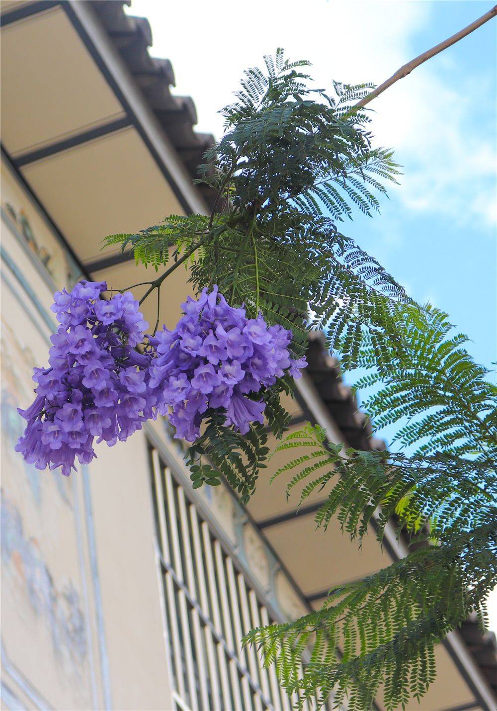 大理的蓝花楹开了等你赴一场紫色浪漫