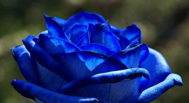 蓝色的爱情代表什么 115a81589e1a402fab25abbe85b2183c.png