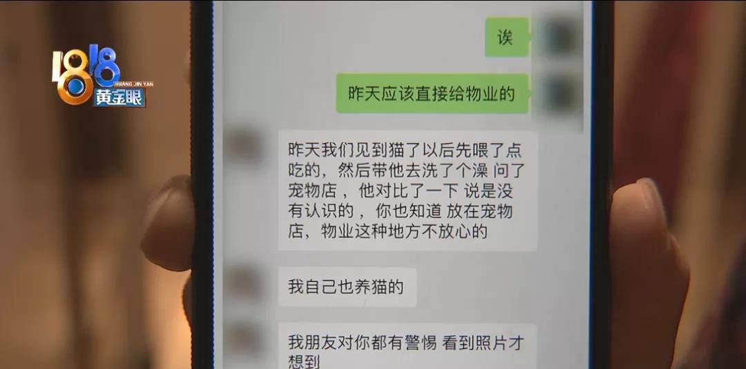 小区|猫自己开门从家里逃出去，有人捡到后又不见了