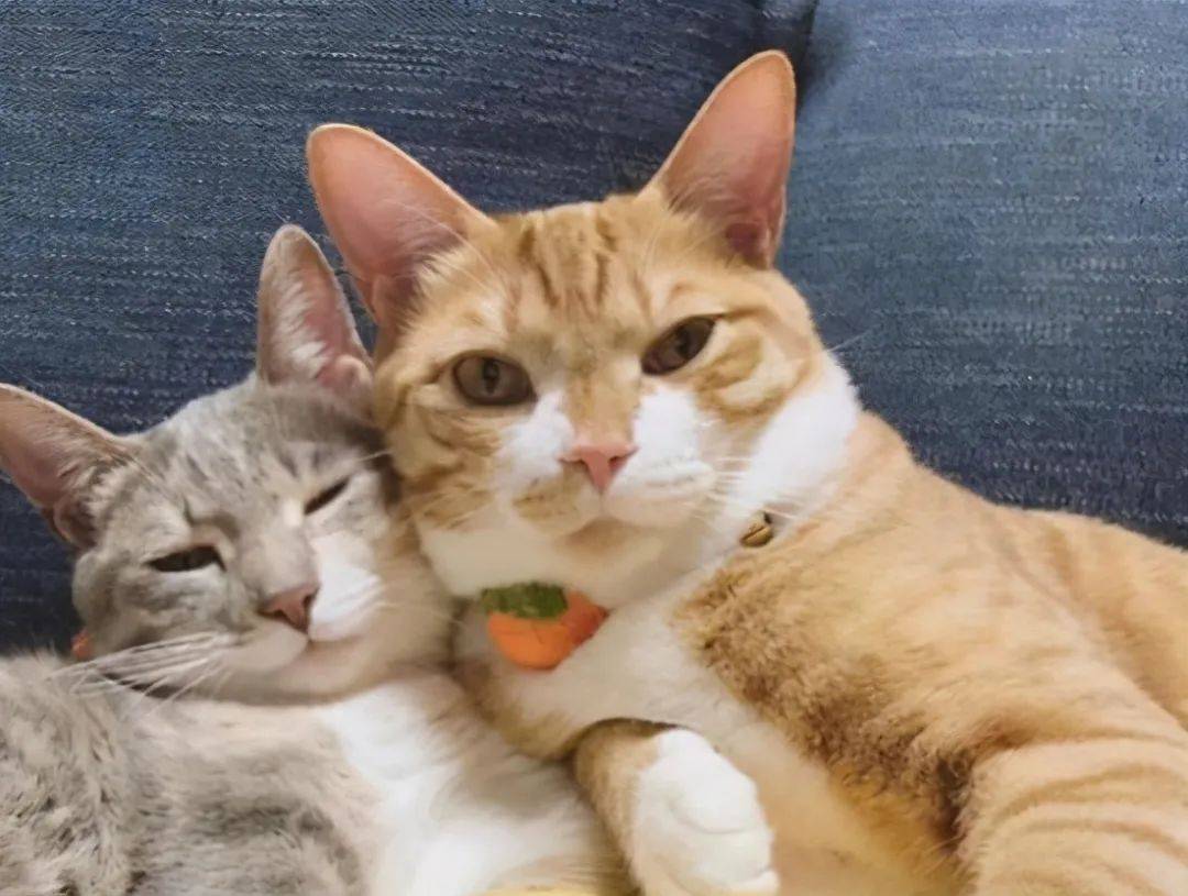 为什么那么多人养两只猫 这可能就是最好的答案 猫咪