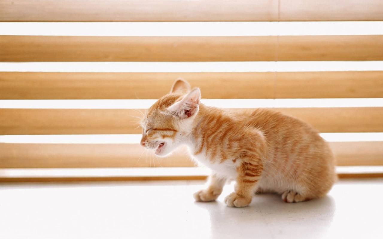 猫宫庄园猫的肺炎