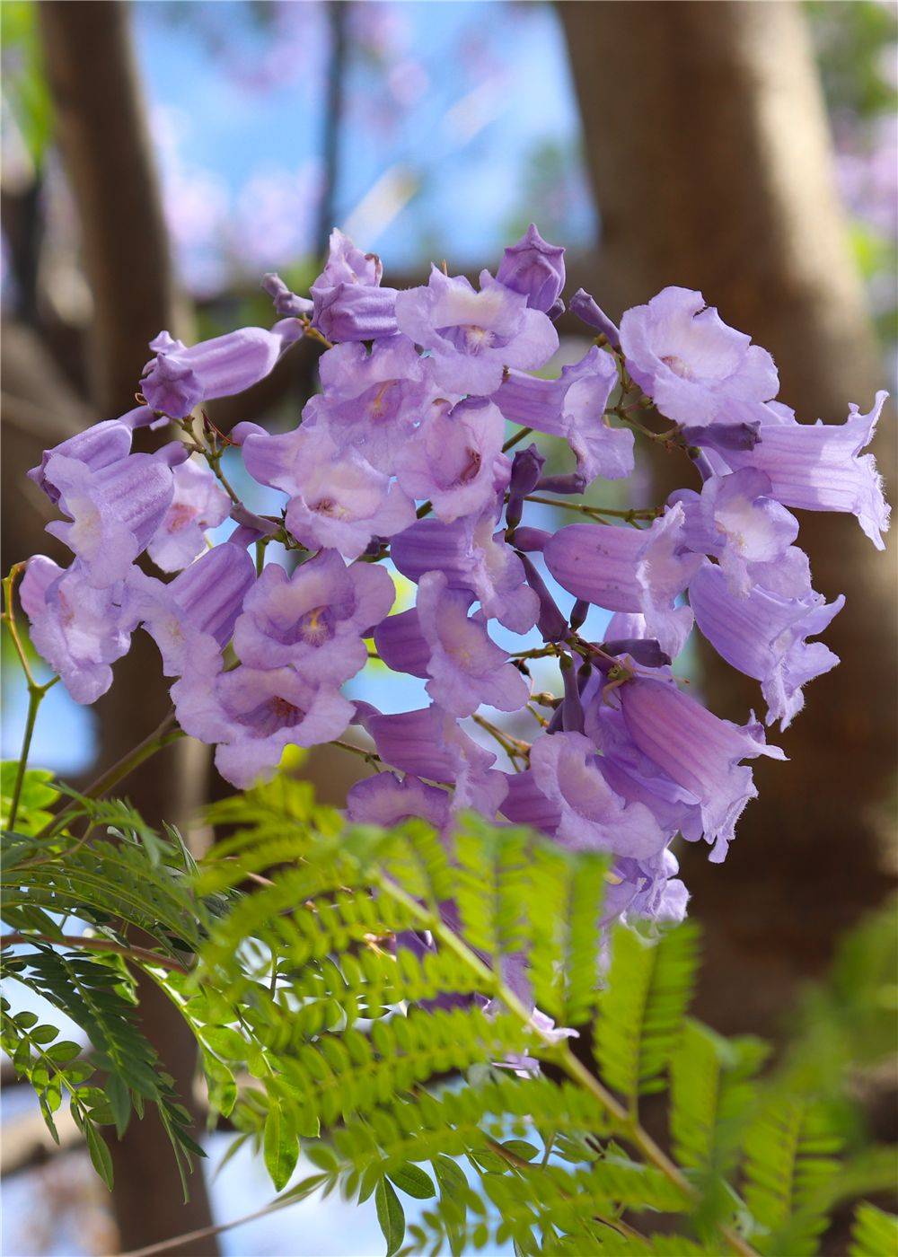 大理的蓝花楹开了等你赴一场紫色浪漫