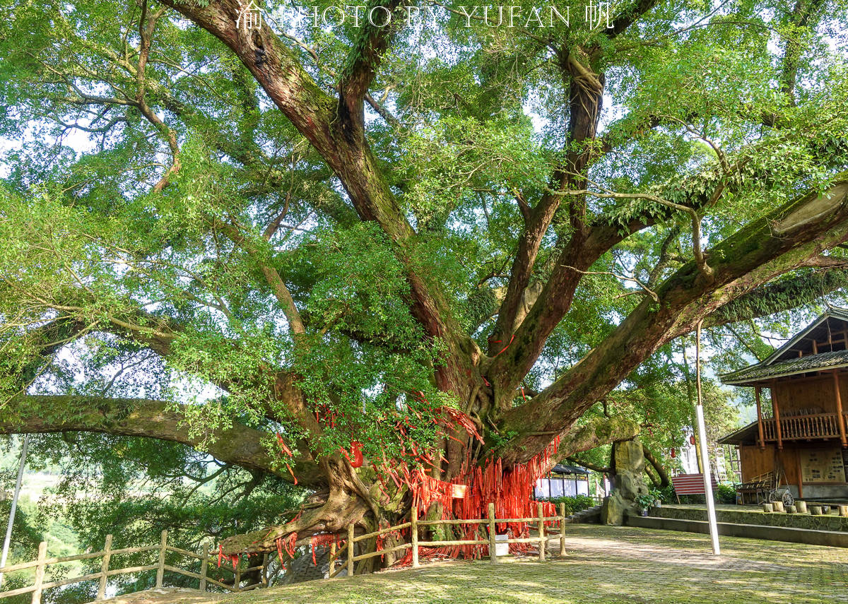 原创广西第一树树龄超1450年十人才能合围被侗族同胞奉为神树