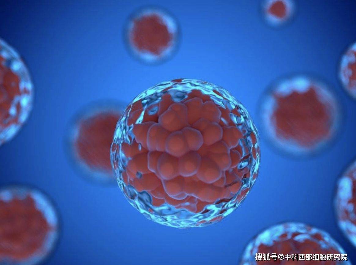 中科西部研究院:干细胞移植治疗肾病的新战略_细胞因子