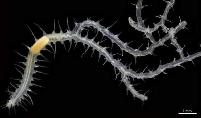生殖器|澳大利亚海底发现神秘蠕虫：竟然长着100多个屁股