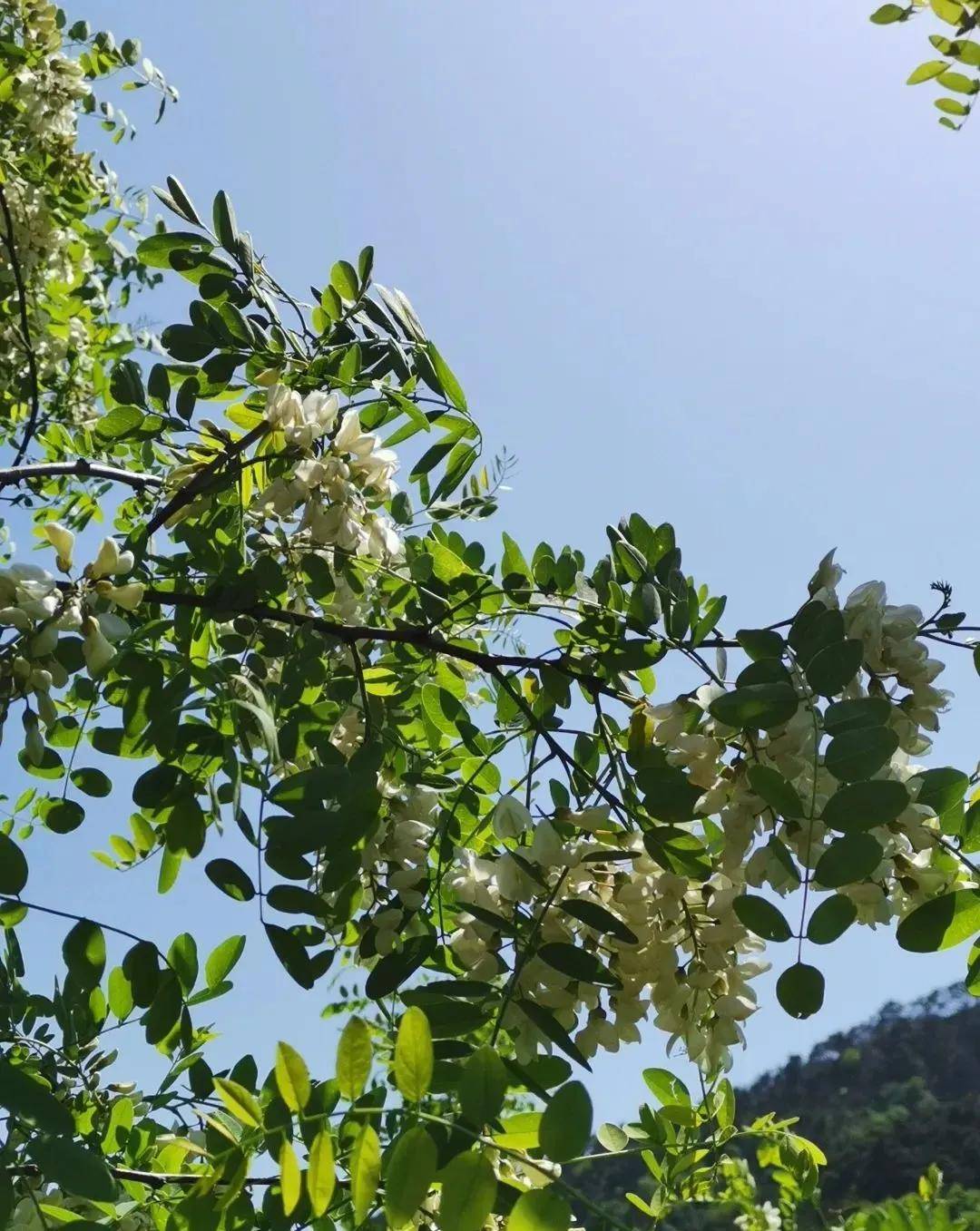 五月槐花正飘香济南这个地方的槐花本周末要花开成海啦