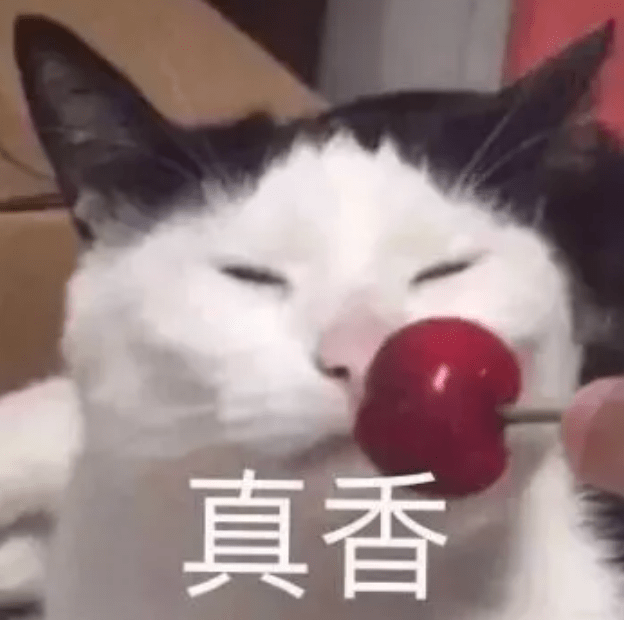 秘密蹲守24小时 终于找到我家猫 犯罪 的证据 养猫