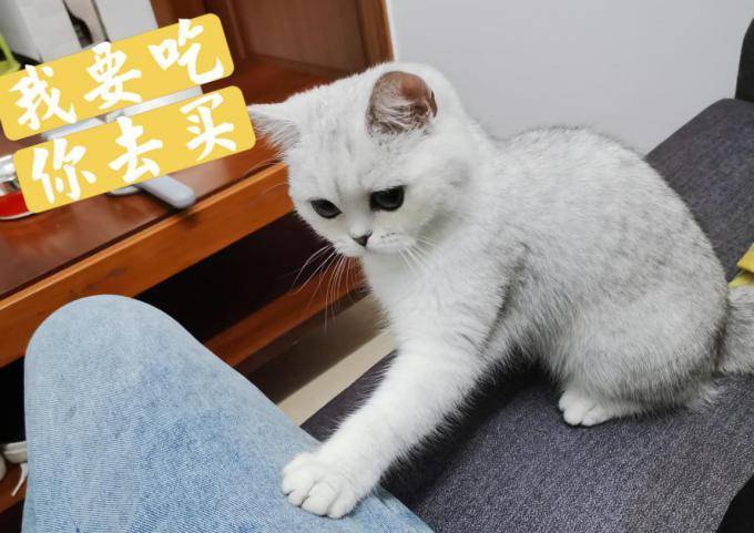 怎么选猫咪冻干 c32532f2ae6c400d94f2470026ce2a41.jpeg
