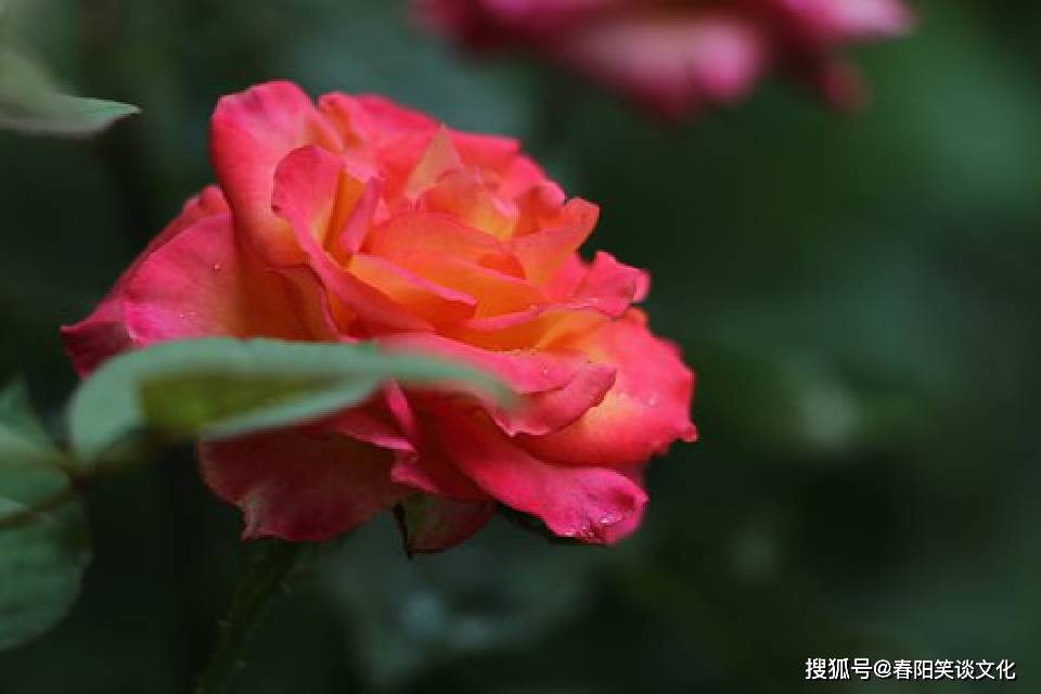 iPhone怎么分享到桌面 2cb84a7eed5d4ca8b1f53aa8e732d291.jpeg