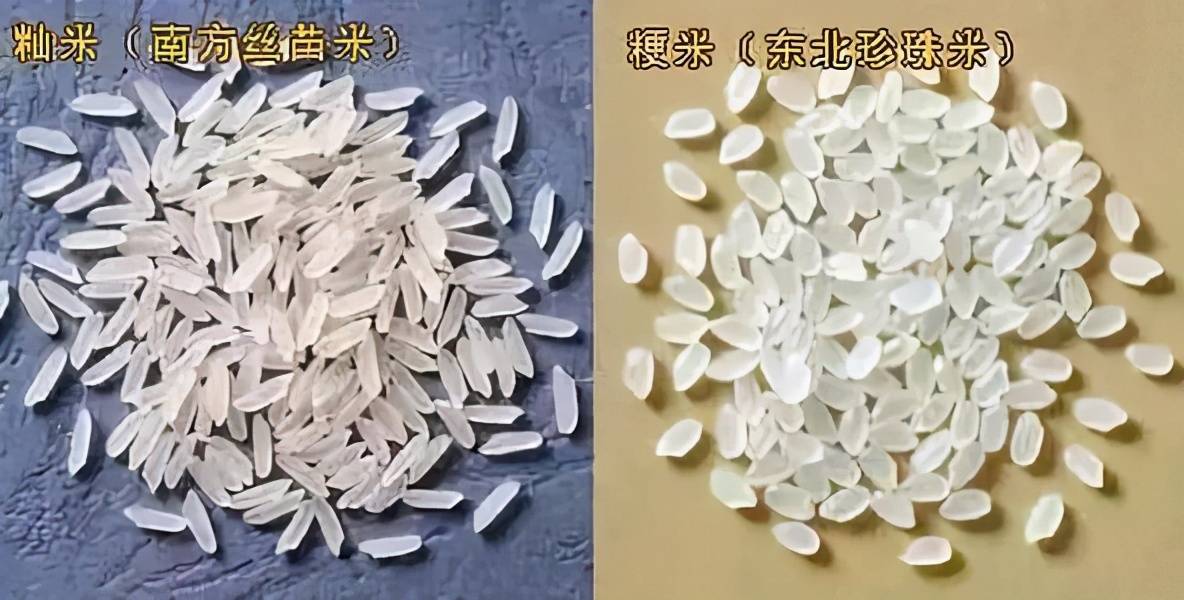 中国为什么不大规模种植印度,泰国的长粒稻米?