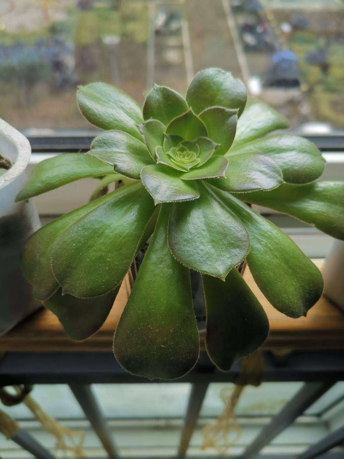 多肉怎么爆侧枝 40094f089dc046d5b08490c9b955296c.jpeg