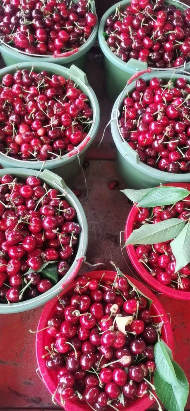北京大樱桃采摘聚集地通州西集大樱桃最好吃是陈家樱桃采摘园