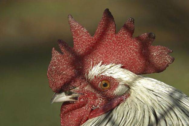 蜜蜂几个月才能生一次 7d392ecb5fdb42ea865e4bafb8f1f0b2.jpeg