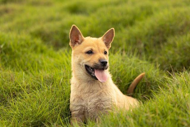 把男朋友的性格比作宠物的话你的男朋友会是哪一种犬型呢