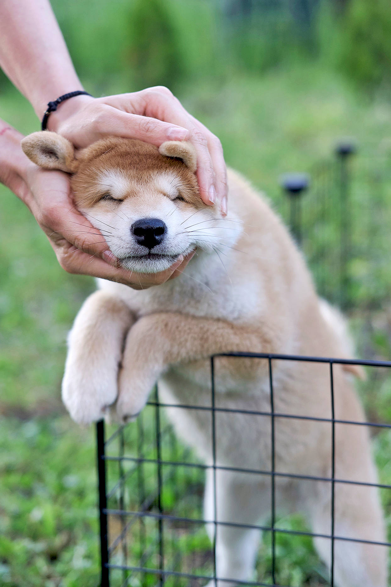 柴犬的智商怎么样 柴犬训练起来麻烦吗 柴迷 柴犬的智商怎么样 柴犬训练起来麻烦吗 柴迷