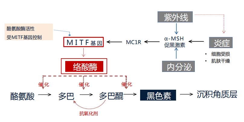 但当黑色素分泌过多时,难以被正常代谢掉,从而引发暗黄,肤色不均,色斑
