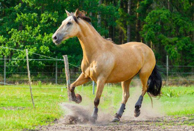 原创属马人:2021年大喜临头,四喜从天降,花一分钟看看什么喜!