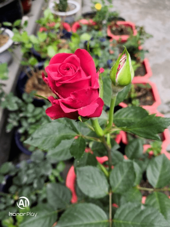 永远留住花朵的方法 就是把花晒干 花友