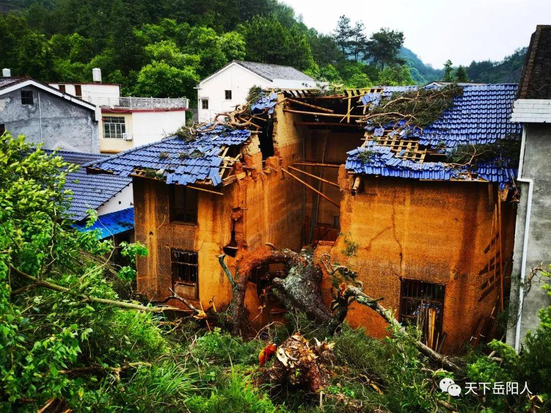 岳陽平江狂風暴雨,一百年古木轟然倒下,砸塌民宅