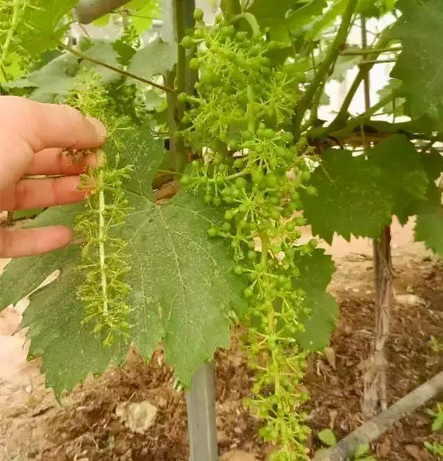 葡萄拉穗4大重点,今天全部讲全,值得一看