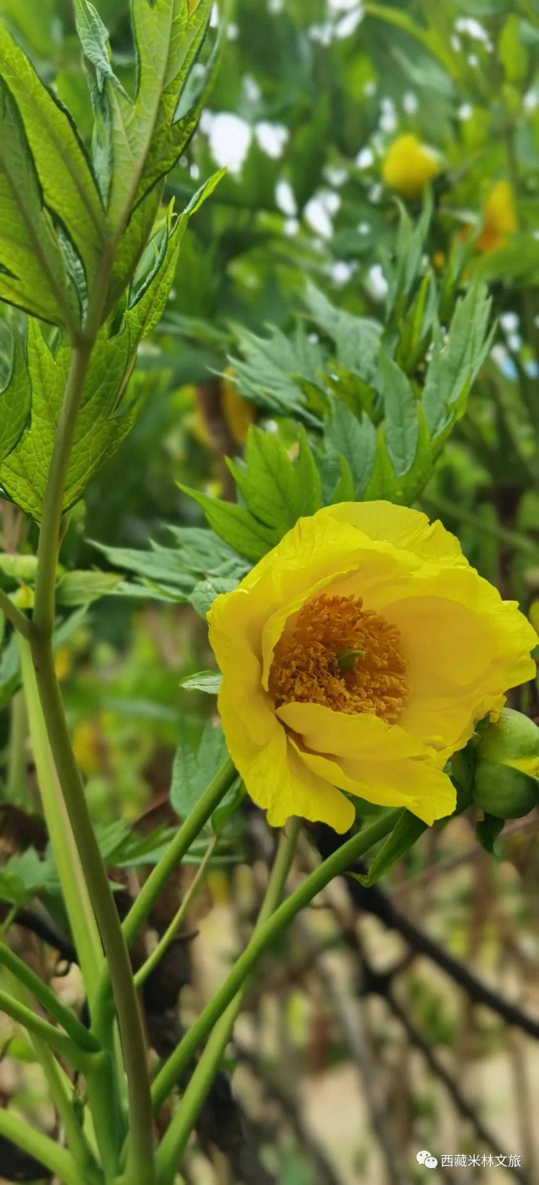 想知道米林县的大花黄牡丹都开得怎么样了吗!进来看