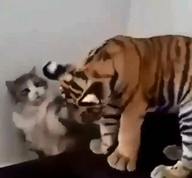 0688a4358407453c89147aa0c1b88c4c.jpeg